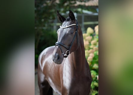 Westfaal, Merrie, 4 Jaar, 178 cm, Zwartbruin