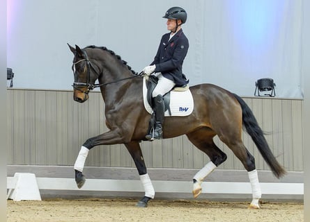 Westfaal, Merrie, 4 Jaar, Bruin