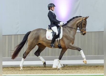 Westfaal, Merrie, 4 Jaar, Bruin