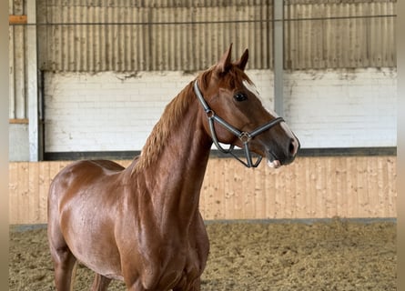 Westfaal, Merrie, 4 Jaar, Vos