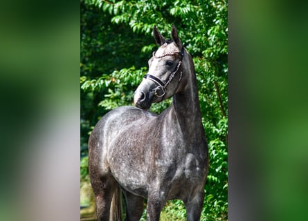 Westfaal, Merrie, 5 Jaar, 160 cm, Blauwschimmel