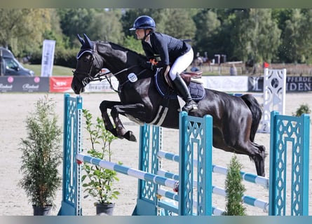 Westfaal, Merrie, 5 Jaar, 160 cm, Donkerbruin