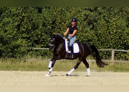 Westfaal, Merrie, 5 Jaar, 161 cm, Zwart