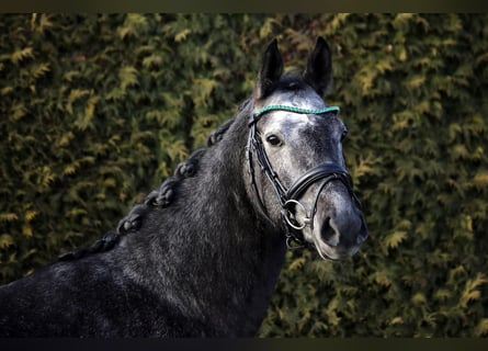 Westfaal, Merrie, 5 Jaar, 163 cm, Schimmel