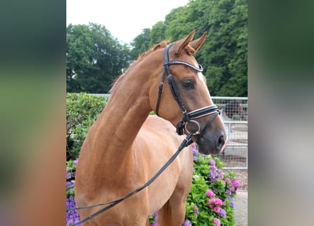 Westfaal, Merrie, 5 Jaar, 163 cm, Vos