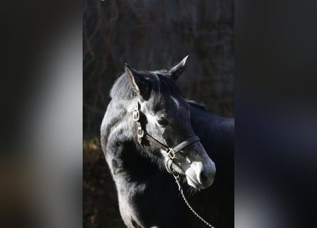 Westfaal, Merrie, 5 Jaar, 165 cm, Schimmel