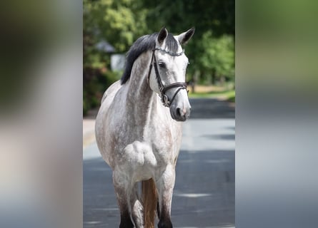 Westfaal, Merrie, 5 Jaar, 165 cm, Schimmel