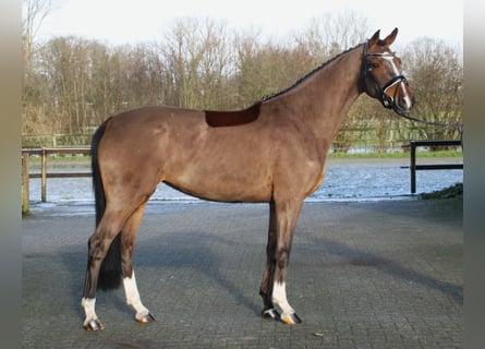 Westfaal, Merrie, 5 Jaar, 166 cm, Bruin