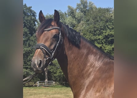 Westfaal, Merrie, 5 Jaar, 166 cm, Bruin