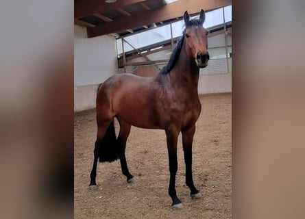 Westfaal, Merrie, 5 Jaar, 167 cm, Bruin