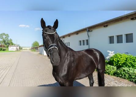 Westfaal, Merrie, 5 Jaar, 167 cm, Donkerbruin
