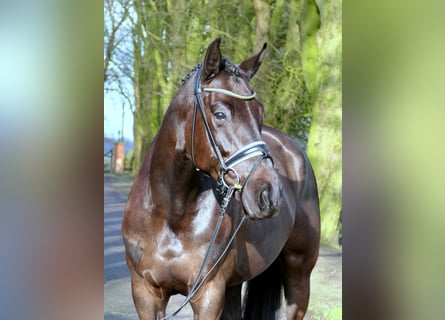 Westfaal, Merrie, 5 Jaar, 167 cm, Zwart