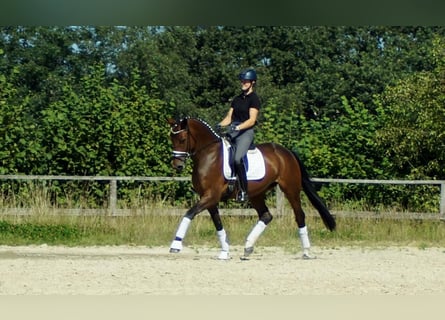 Westfaal, Merrie, 5 Jaar, 168 cm, Bruin