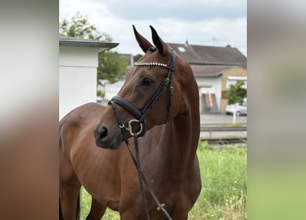 Westfaal, Merrie, 5 Jaar, 168 cm, Bruin