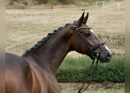 Westfaal, Merrie, 5 Jaar, 168 cm, Donkerbruin