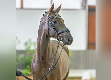 Westfaal, Merrie, 5 Jaar, 168 cm, Donkere-vos
