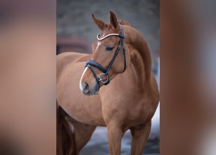 Westfaal, Merrie, 5 Jaar, 168 cm, Vos