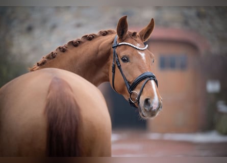Westfaal, Merrie, 5 Jaar, 168 cm, Vos