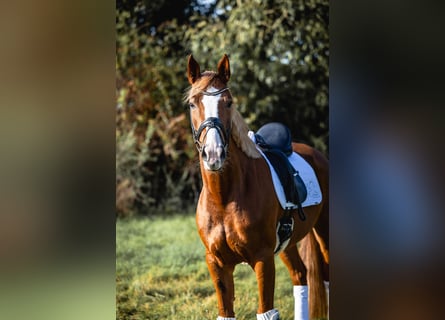 Westfaal, Merrie, 5 Jaar, 168 cm, Vos