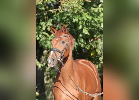 Westfaal, Merrie, 5 Jaar, 168 cm, Vos