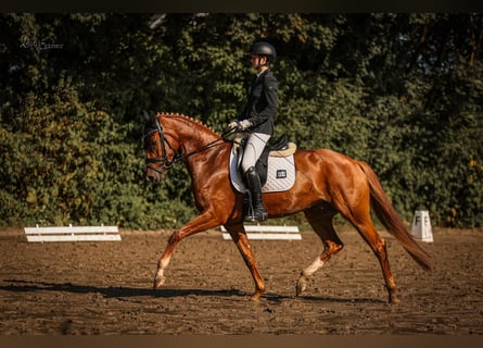 Westfaal, Merrie, 5 Jaar, 168 cm, Vos