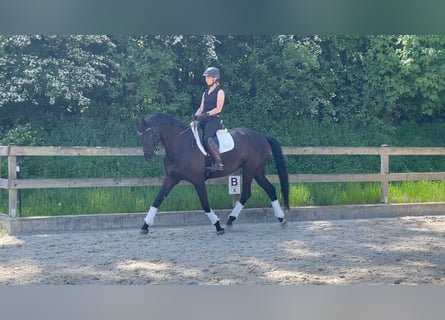 Westfaal, Merrie, 5 Jaar, 168 cm, Zwart