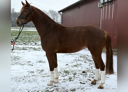 Westfaal, Merrie, 5 Jaar, 170 cm, Donkere-vos