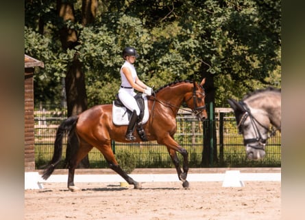 Westfaal, Merrie, 5 Jaar, 172 cm, Bruin