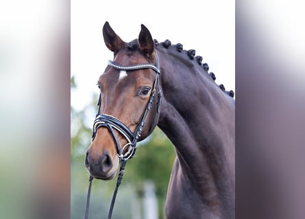 Westfaal, Merrie, 5 Jaar, 172 cm, Donkerbruin