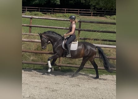 Westfaal, Merrie, 5 Jaar, 172 cm, Donkerbruin