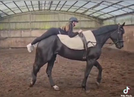 Westfaal, Merrie, 5 Jaar, 174 cm, Zwart