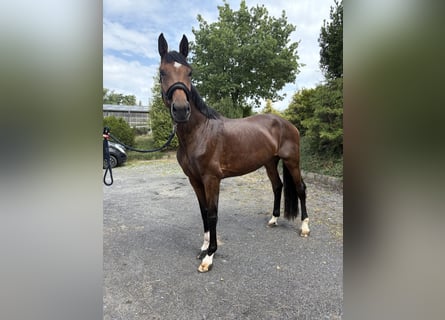 Westfaal, Merrie, 5 Jaar, 176 cm, Donkerbruin