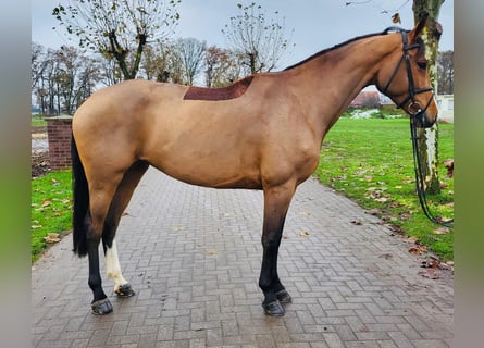 Westfaal, Merrie, 5 Jaar, Brauner