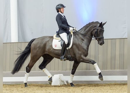 Westfaal, Merrie, 5 Jaar, Zwartbruin