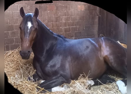 Westfaal, Merrie, 6 Jaar, 158 cm, Zwartbruin