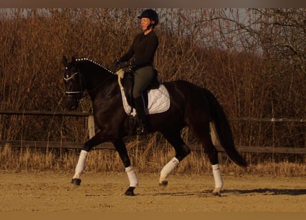 Westfaal, Merrie, 6 Jaar, 163 cm, Zwart