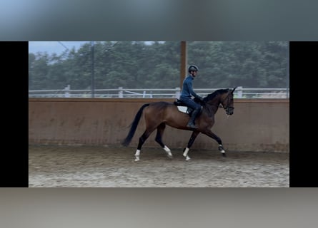Westfaal, Merrie, 6 Jaar, 164 cm, Bruin