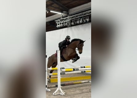 Westfaal, Merrie, 6 Jaar, 164 cm, Bruin