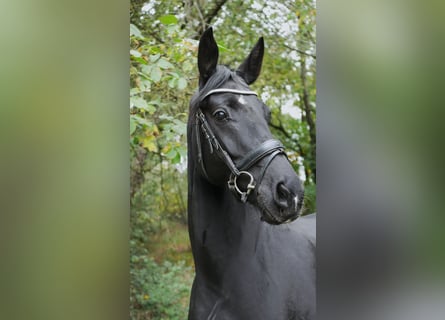 Westfaal, Merrie, 6 Jaar, 164 cm, Zwart