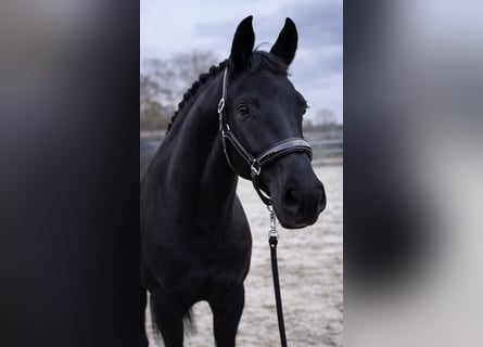 Westfaal, Merrie, 6 Jaar, 165 cm, Zwart