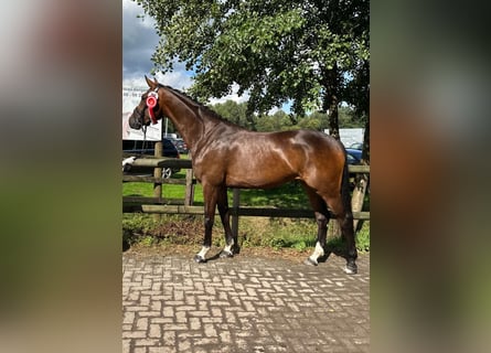 Westfaal, Merrie, 6 Jaar, 167 cm, Bruin