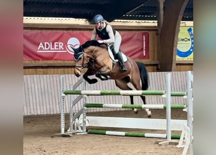 Westfaal, Merrie, 6 Jaar, 167 cm, Bruin