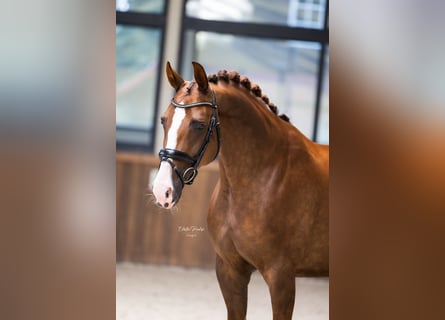 Westfaal, Merrie, 6 Jaar, 167 cm, Vos