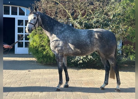 Westfaal, Merrie, 6 Jaar, 168 cm, Appelschimmel