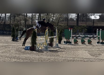 Westfaal, Merrie, 6 Jaar, 168 cm, Bruin