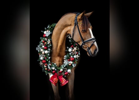 Westfaal, Merrie, 6 Jaar, 168 cm, Vos