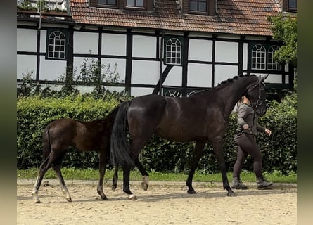 Westfaal, Merrie, 6 Jaar, 170 cm, Zwart