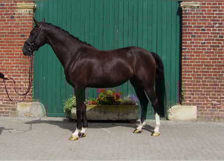 Westfaal, Merrie, 6 Jaar, 170 cm, Zwartbruin