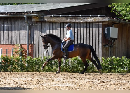 Westfale, Stute, 6 Jahre, 172 cm, Brauner