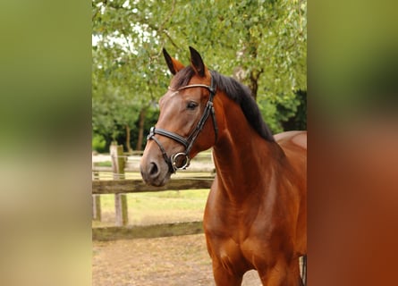 Westfaal, Merrie, 6 Jaar, 172 cm, Bruin